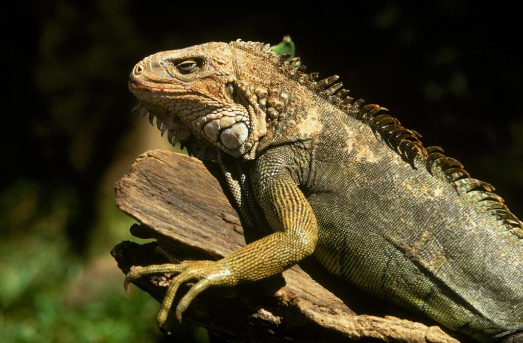 Cake-Seeking Iguana Bites 3-Year-Old Girl, Leading To Mycobacterium Marinum Infection