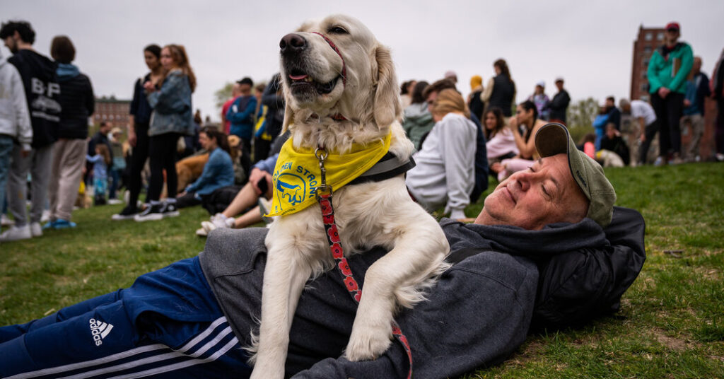 Golden Retrievers Gather to Honor Spencer, Boston Marathon’s Top Dog