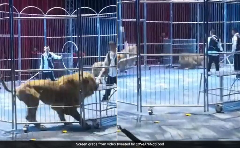 Video: Lions Break Out Of Circus Enclosure In China, Audience Run In Chaos