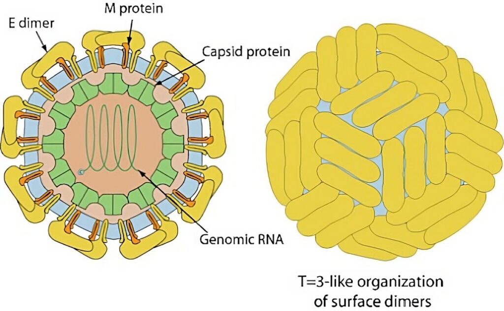 Promising Monoclonal Antibodies For The Treatment Of Yellow Fever Virus