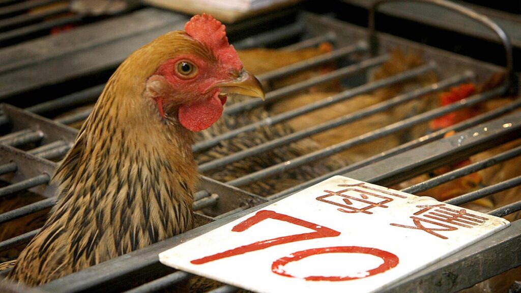 Rare Human Death From Bird Flu Reported In China—Here's What You Need To Know About The Disease