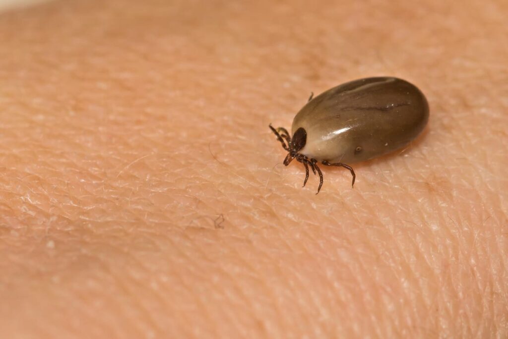 First Powassan Virus Death Of 2023 Reported By Maine