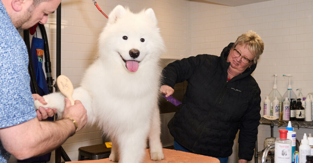Westminster Dog Show: Striker the Samoyed Enjoys Retirement