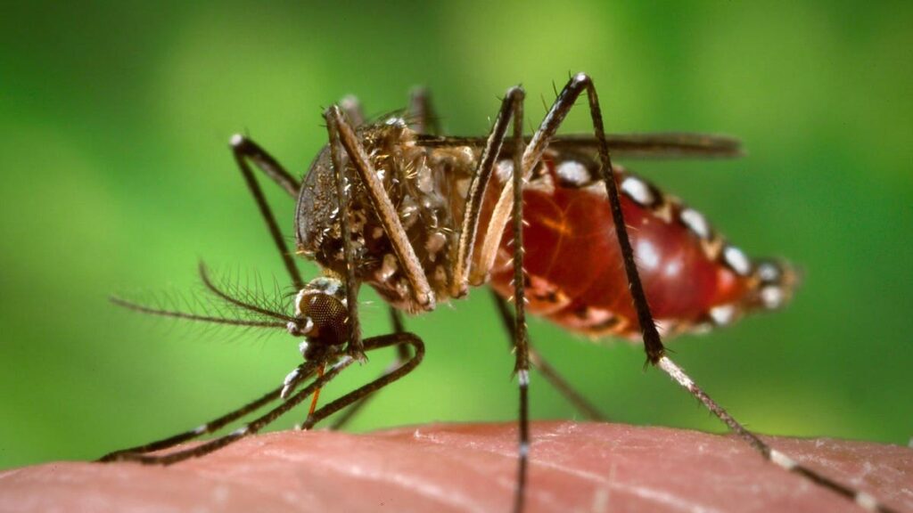 First Vaccine For Chikungunya—An Emerging Mosquito-Borne Threat—Nears After Promising Trial Results