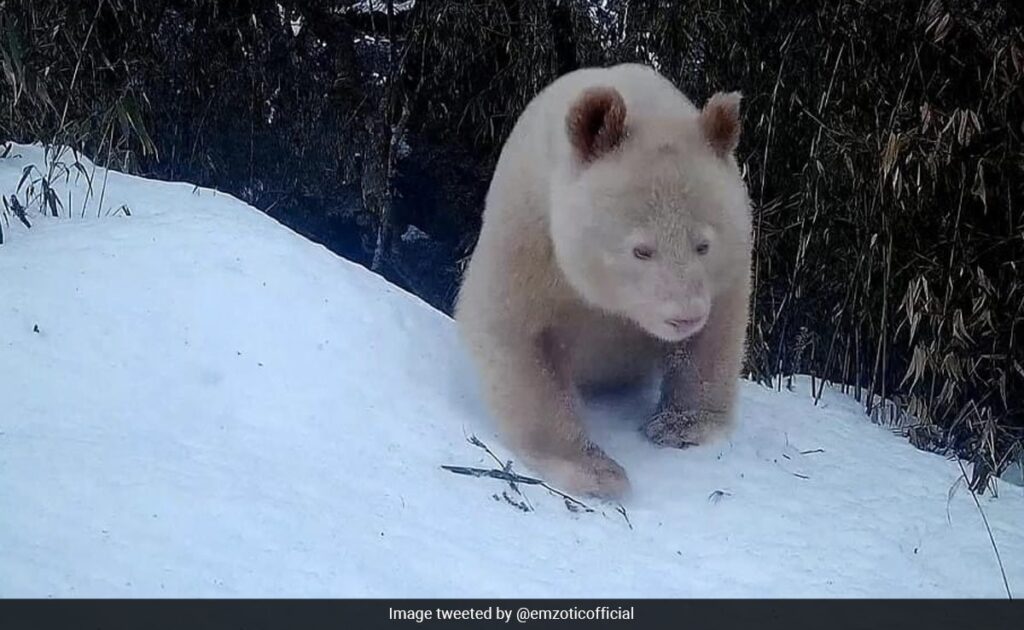 Rare All-White Panda Spotted In China