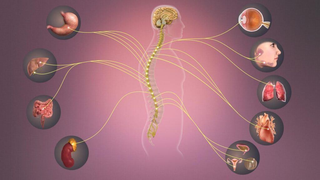 Stimulating The Vagus Nerve May Reverse Chronic Inflammation
