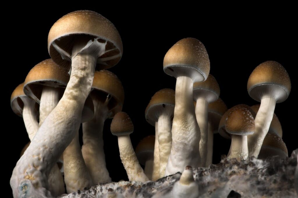 Australia Approves Psilocybin And MDMA For Therapeutic Use