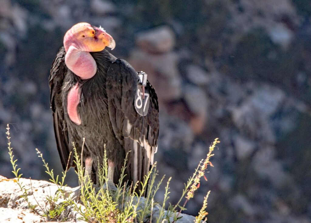 Efforts To Protect Condors From Avian Influenza Move A Step Closer