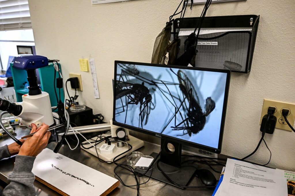 Malaria Cases In U.S. Trigger Unfounded Claims About Bill Gates, Mosquito Project