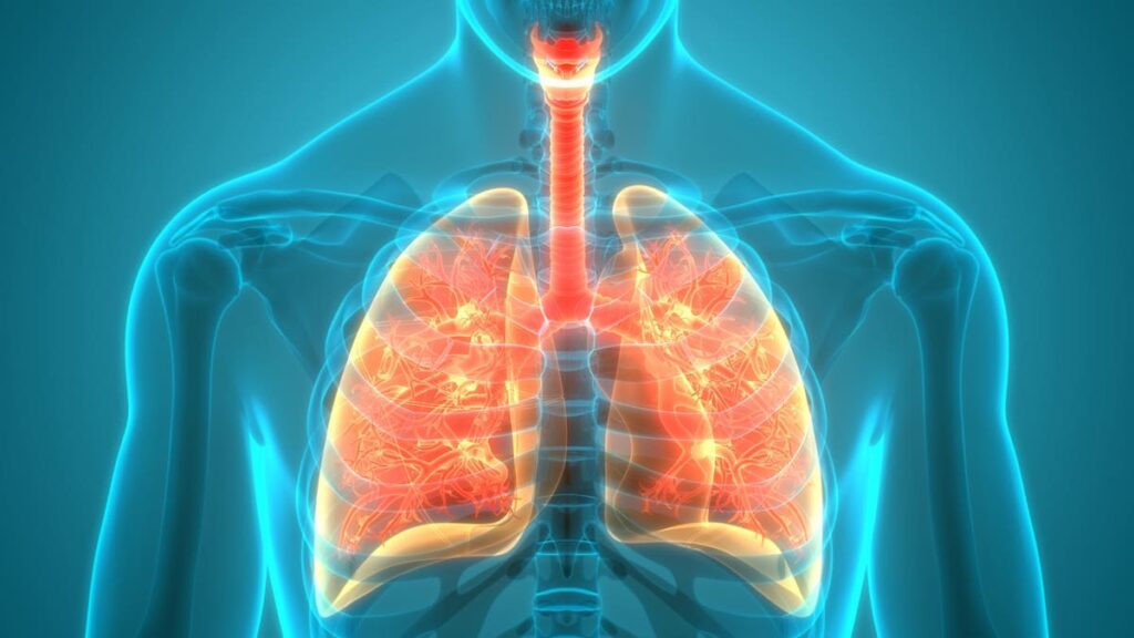 New Organ Models Open Up Avenues Of Research For Lung Disease