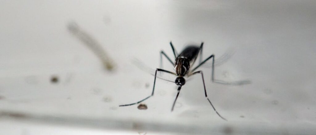 FACT CHECK: Instagram Post Falsely Claims ‘Modified Mosquitoes Have Officially Made It To Ohio’