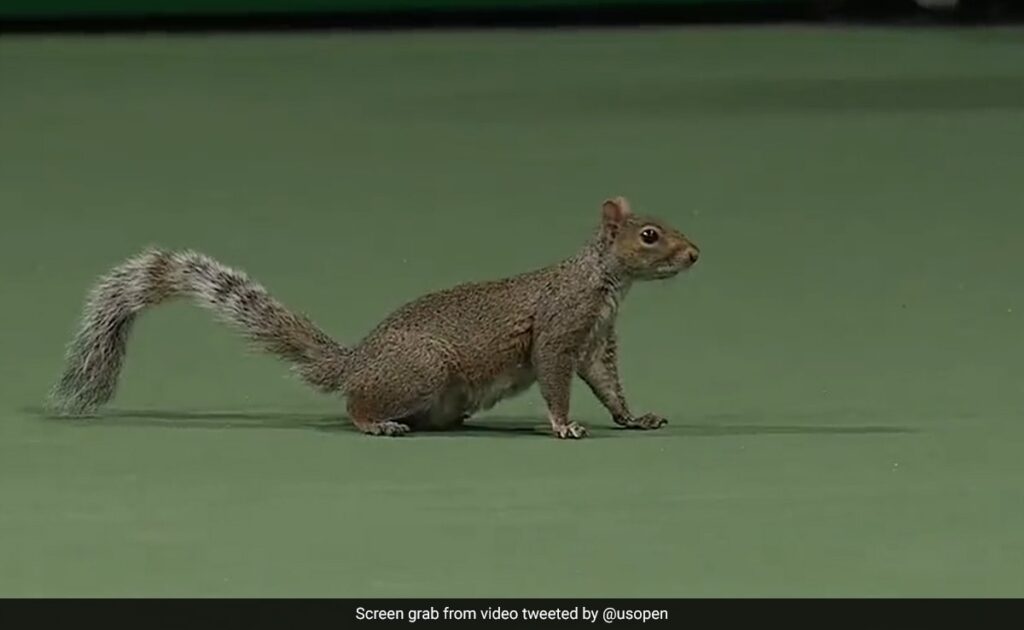 Hilarious Moment A Squirrel Interrupts US Open Women