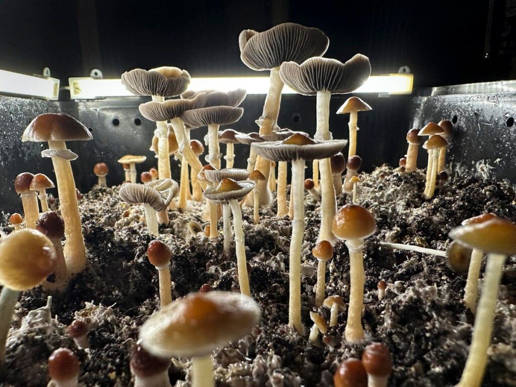 Single Dose Of Psychedelic Psilocybin Reduced Depression Symptoms For 6 Weeks