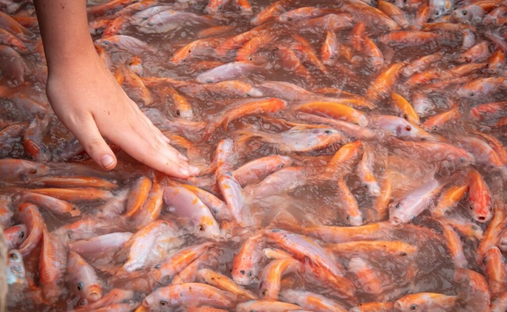 Tilapia Warning: US Woman Loses All Four Limbs After Eating Contaminated Fish
