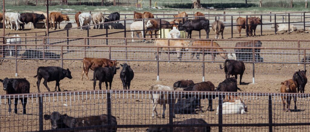 FILE PHOTO: A worker spreads salted meat which will be dried and then packed at a plant of JBS S.A, the world