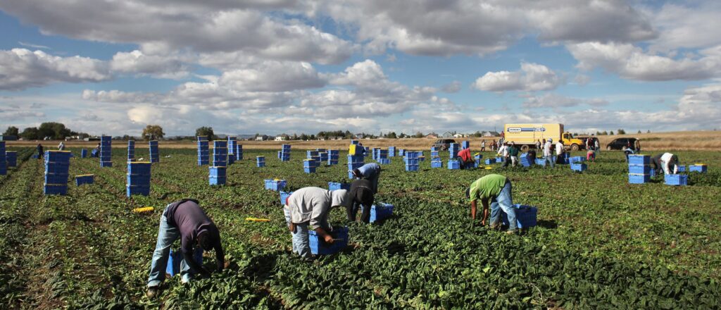 Colorado Farm Suffers As Immigrant Workforce Diminishes
