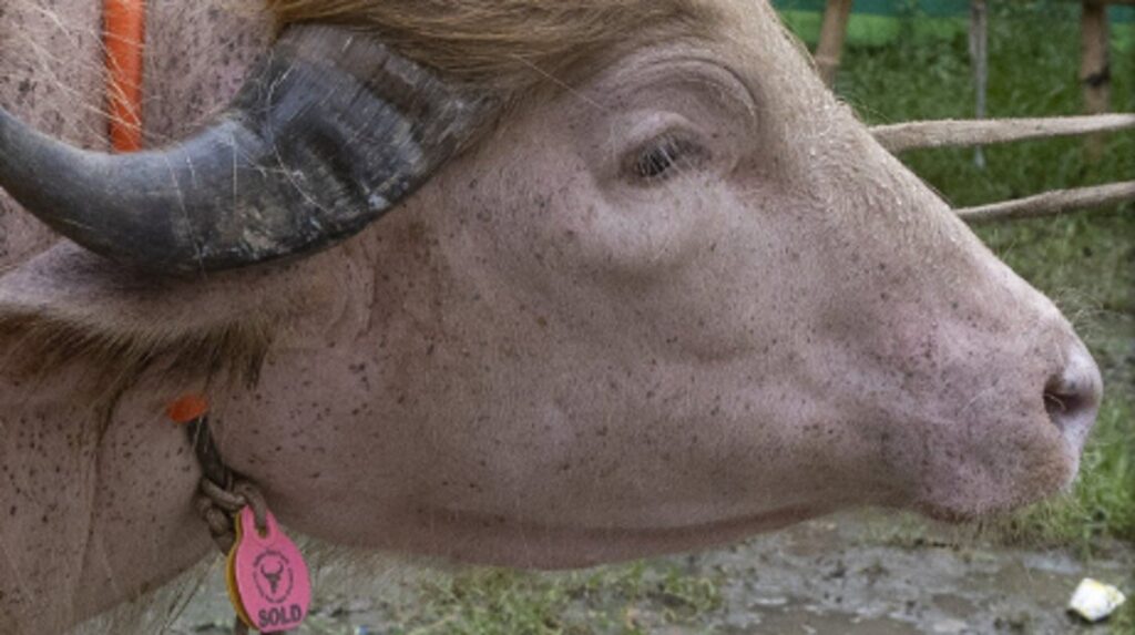 A Trump-Looking Buffalo Was Saved From Sacrifice After Govt. Stepped In