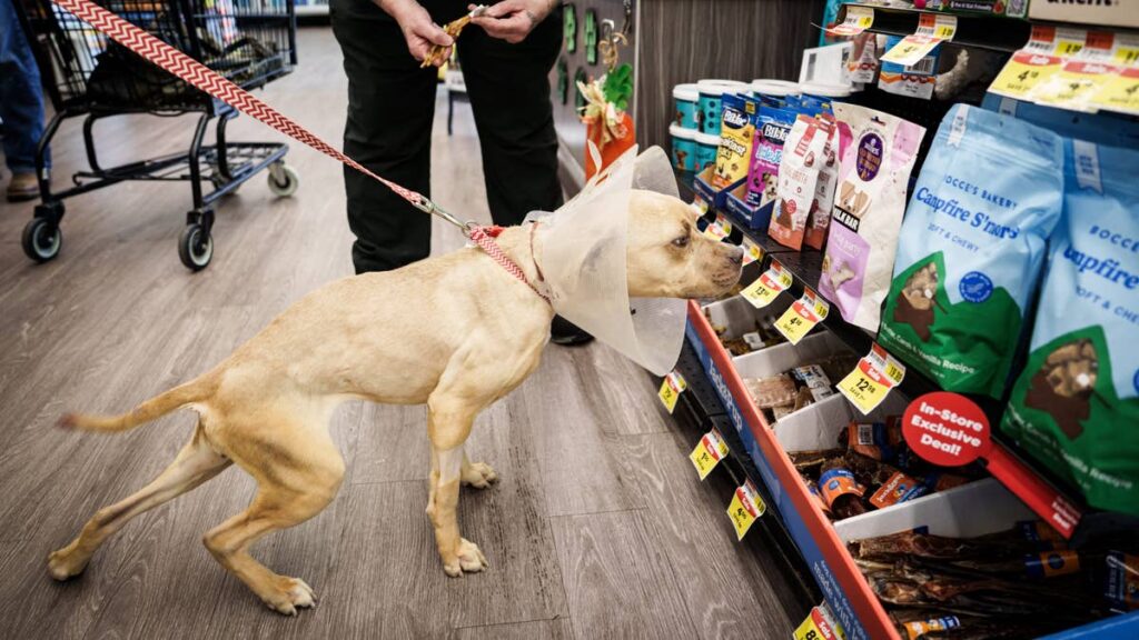 Another pet supplies store operator files Chapter 11 bankruptcy Another pet supplies store operator files Chapter 11 bankruptcy