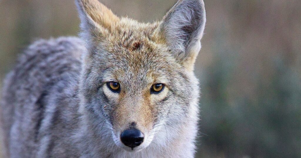 Coyote Stuns Biologists By Swimming 2 Miles To Alcatraz Island