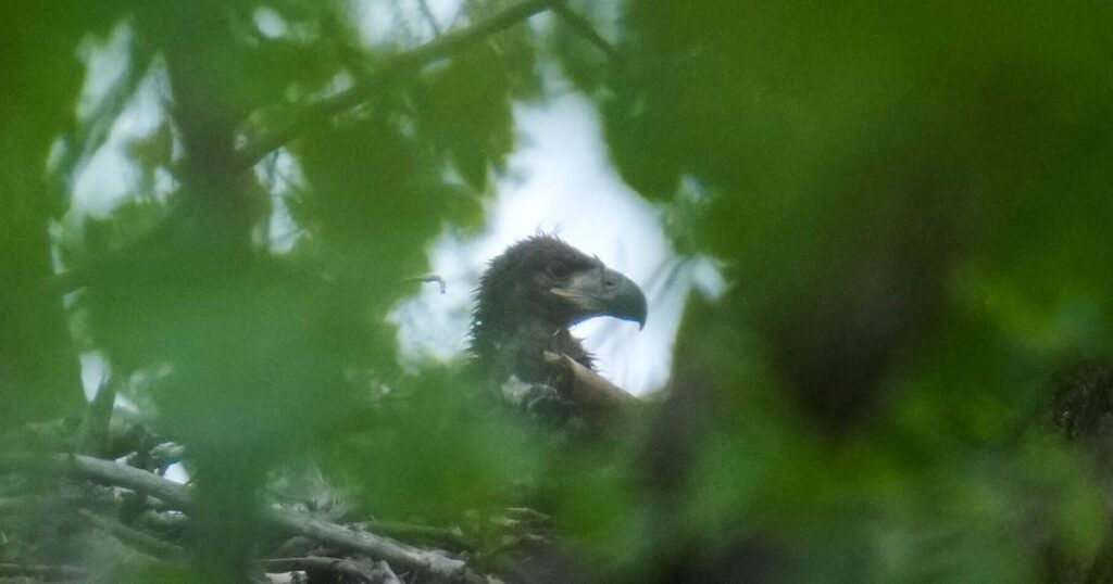 First Bald Eagle Hatchlings In Chicago In 100 Years