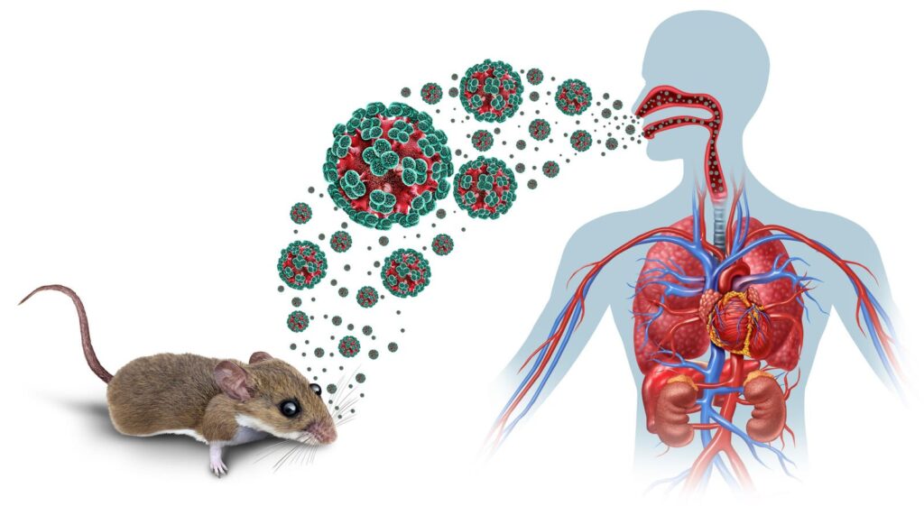 Hantavirus Is Scary But Chronic Health Risks Are More Dangerous