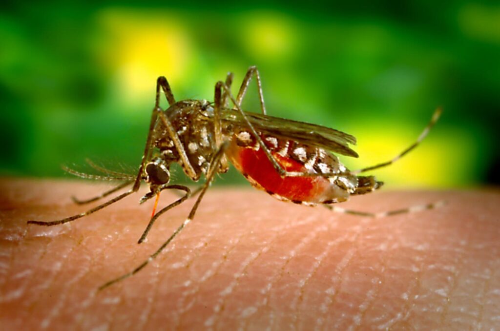How Climate Change Is Helping Tropical Diseases Gain A Foothold In The U.S.