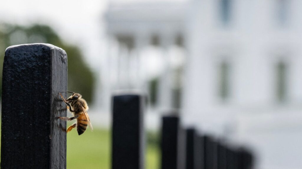 Huge Swarm Of Bees Shows Up On White House Lawn Huge Swarm Of Bees Shows Up On White House Lawn