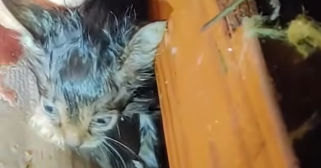 Kitten Survives Tornado After Rescuers Hear His Tiny Meows
