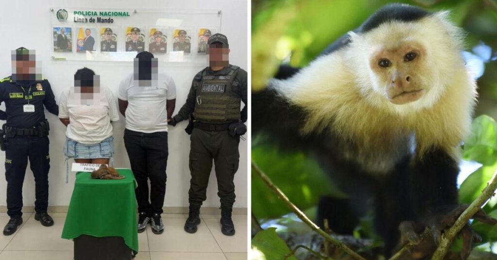 Monkey Dies After Couple Tried to 'Hide Live Animals in Their Underwear'