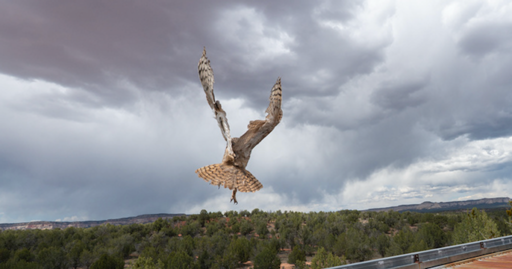 Owl Found Stuck In Concrete Mixer Is Back Flying Free Owl Found Stuck In Concrete Mixer Is Back Flying Free