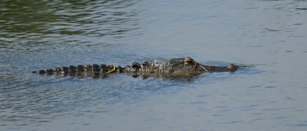 Police Reportedly Charge Clavicular Over Shooting Dead Alligator