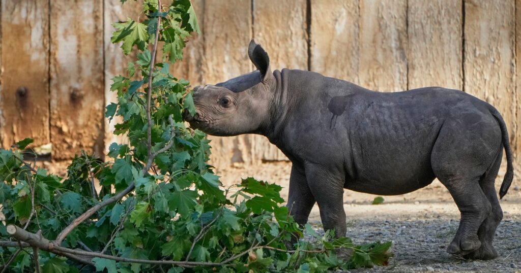 Swatting Incidents Prompt Evacuations, Closures At Several U.S. Zoos