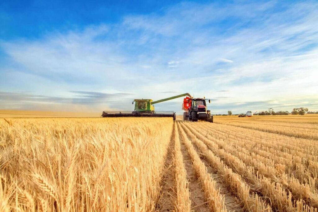 Wheat Trading Mostly Higher at Midday