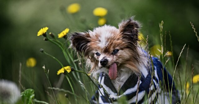 French Holder of ‘World’s Oldest Dog’ Title Dies Aged 30