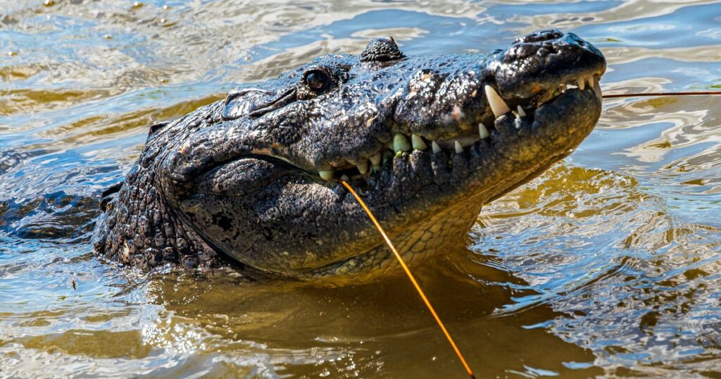 Attempted Murder Charge For Man After Boy Lands In Crocodile Enclosure