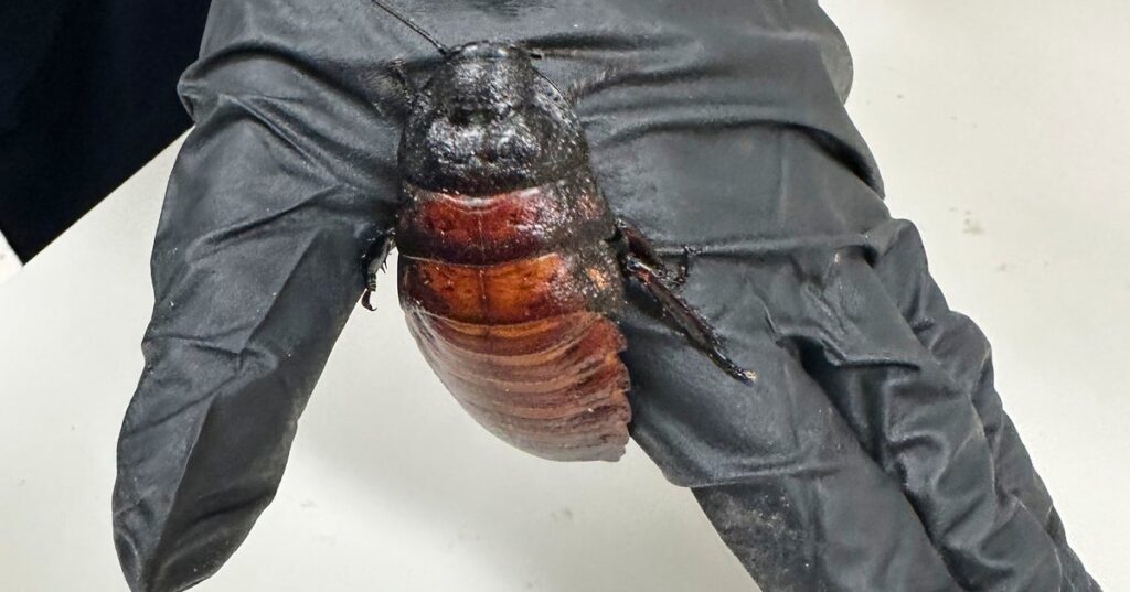 Cockroach Kingpin Busted With 100K Illegal Insects