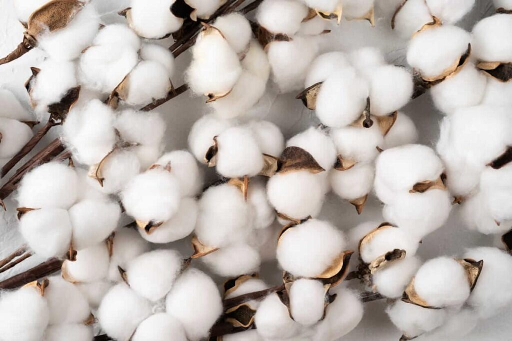 Cotton Facing Weakness on Wednesday
