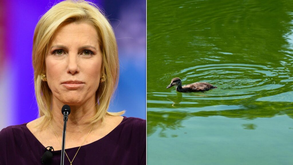 Fox News Host Blames Dems For Reflecting Pool Issues And Critics Aren't Having It