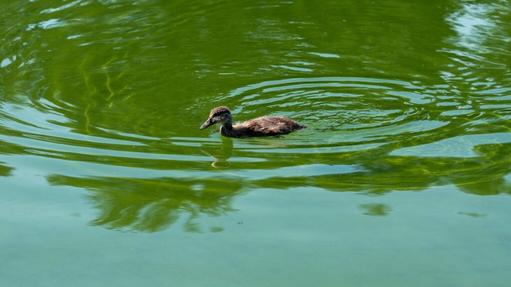 Lincoln Memorial Reflecting Pool Is Looking 'Quite Green' And Filled With Algae After Trump Renovations