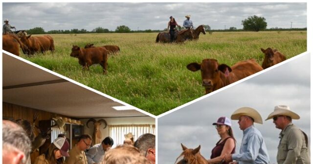 Texas’ First Screwworm-Infected Calf Fully Recovers