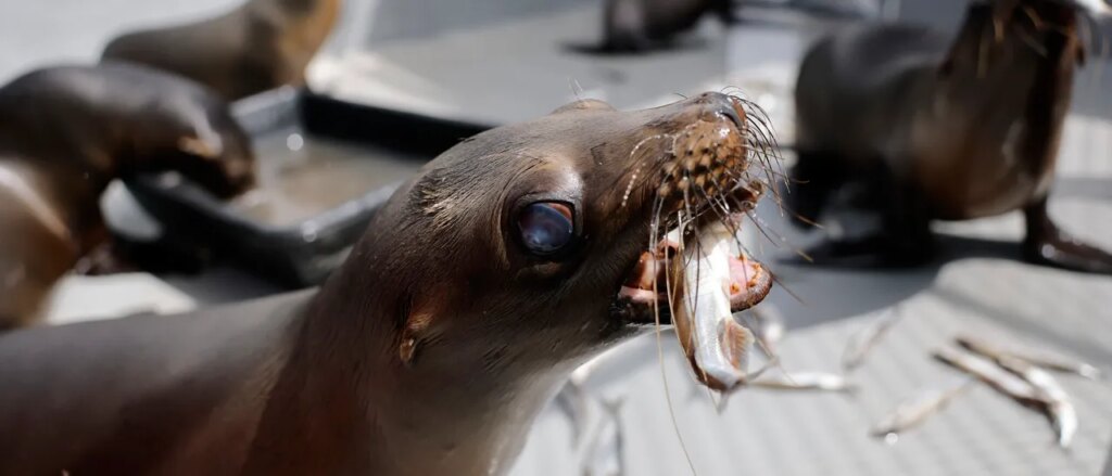 Sea Lion Charges At Fisherman, Steals Yellowfish Tuna In Incredible Display Of Thievery