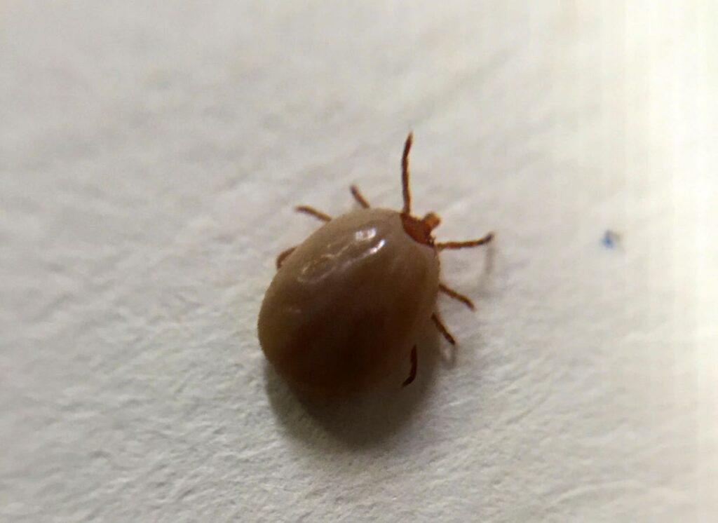 The Rising Threat Of Tick-Borne Diseases In America—Here’s What To Know The Rising Threat Of Tick-Borne Diseases In America—Here’s What To Know