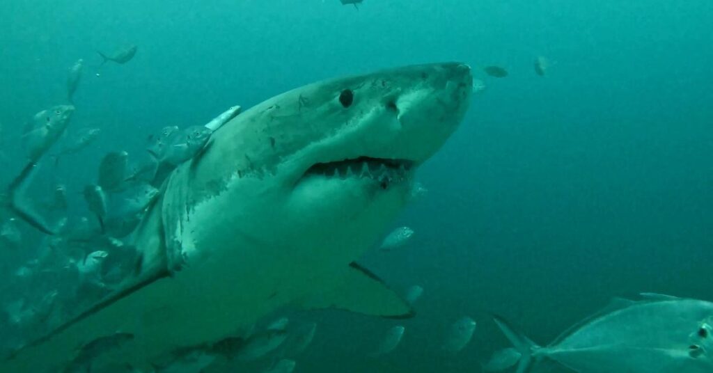 Woman Mauled by Shark At Sydney's Iconic Coogee Beach