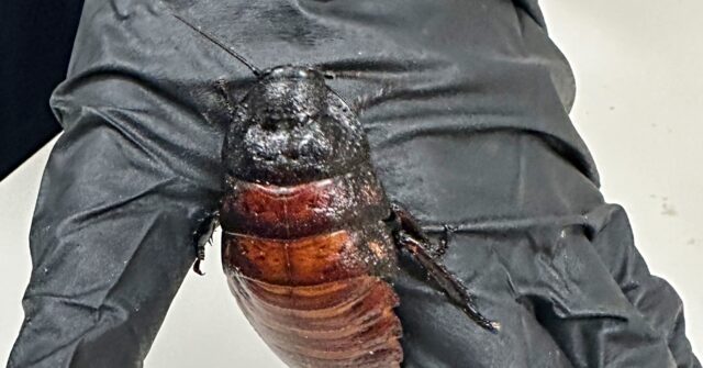 Australians Bust Insect Kingpin Hosting 100,000 Illegal Madagascar Hissing Cockroaches