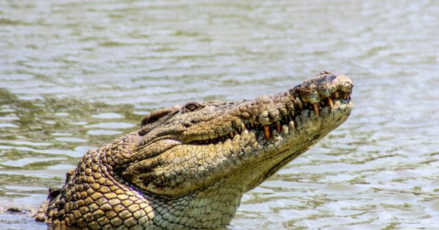 Attempted Murder Arrest After Three-Year-Old Thrown to Zoo Crocodiles