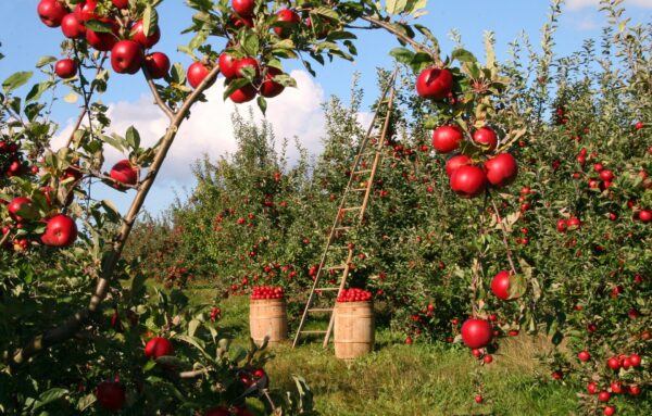 Britain’s Farms Run on Central Asian Labor Now Britain’s Farms Run on Central Asian Labor Now