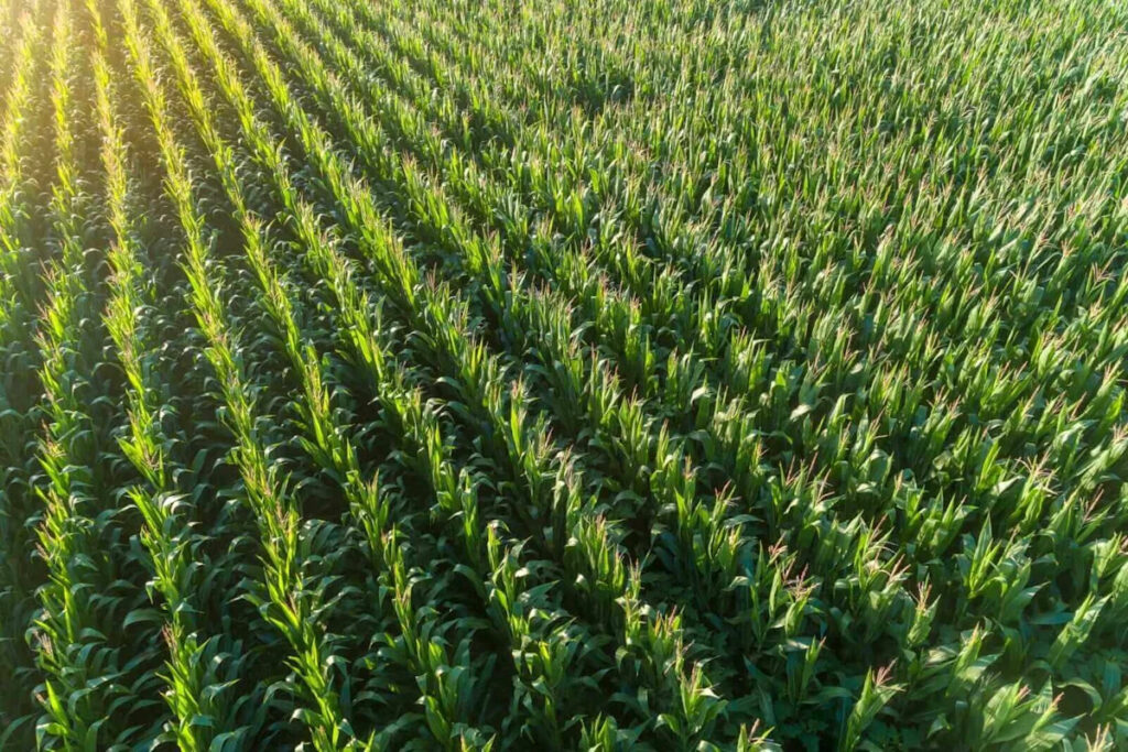Corn Market Fading Wednesday Gains at Midday Corn Market Fading Wednesday Gains at Midday