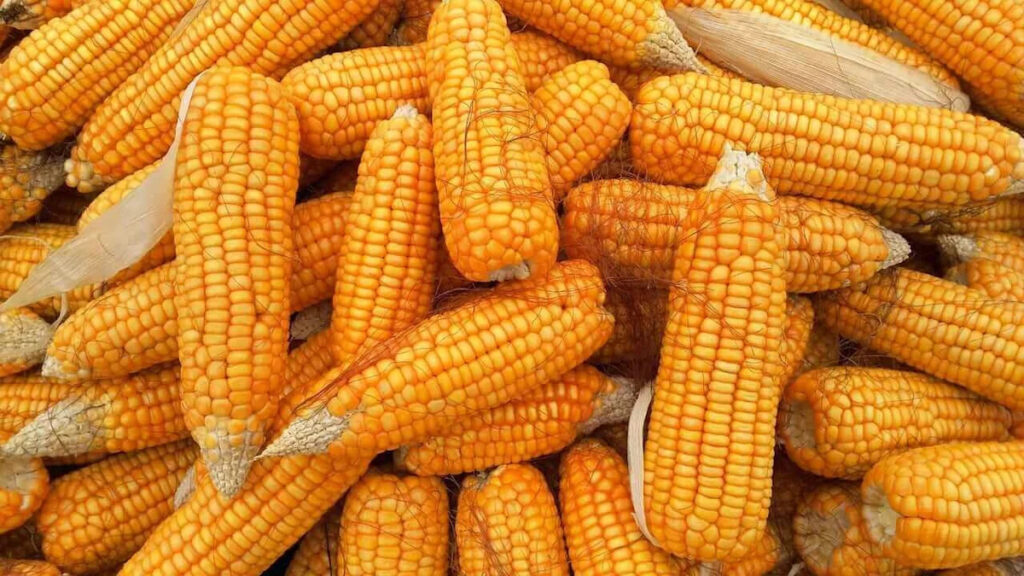 Corn Starts the Week with Strength Corn Starts the Week with Strength