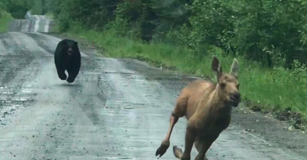 Maine Couple Spots Bear Chasing Moose Calf And Helps It Escape Maine Couple Spots Bear Chasing Moose Calf And Helps It Escape