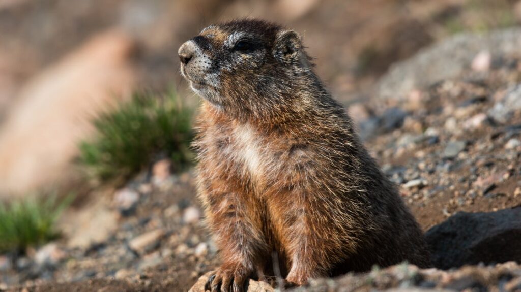 New OnlyFans Page Is Focused On ... Marmots?!?